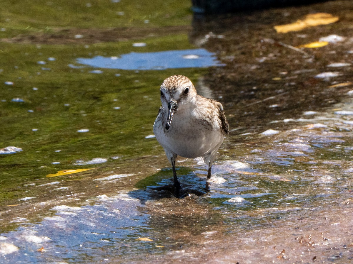 Semipalmated Sandpiper - ML643943119