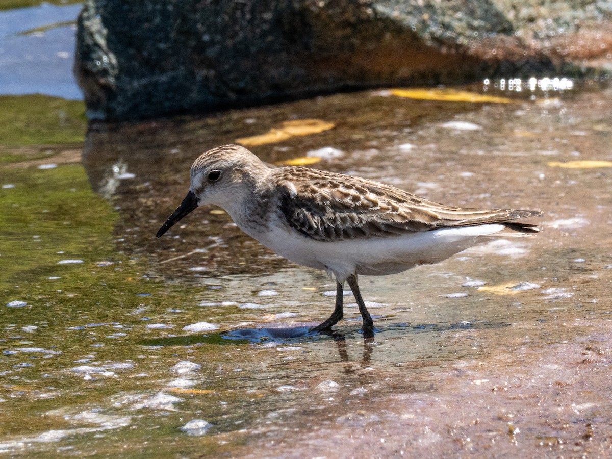 Semipalmated Sandpiper - ML643943120