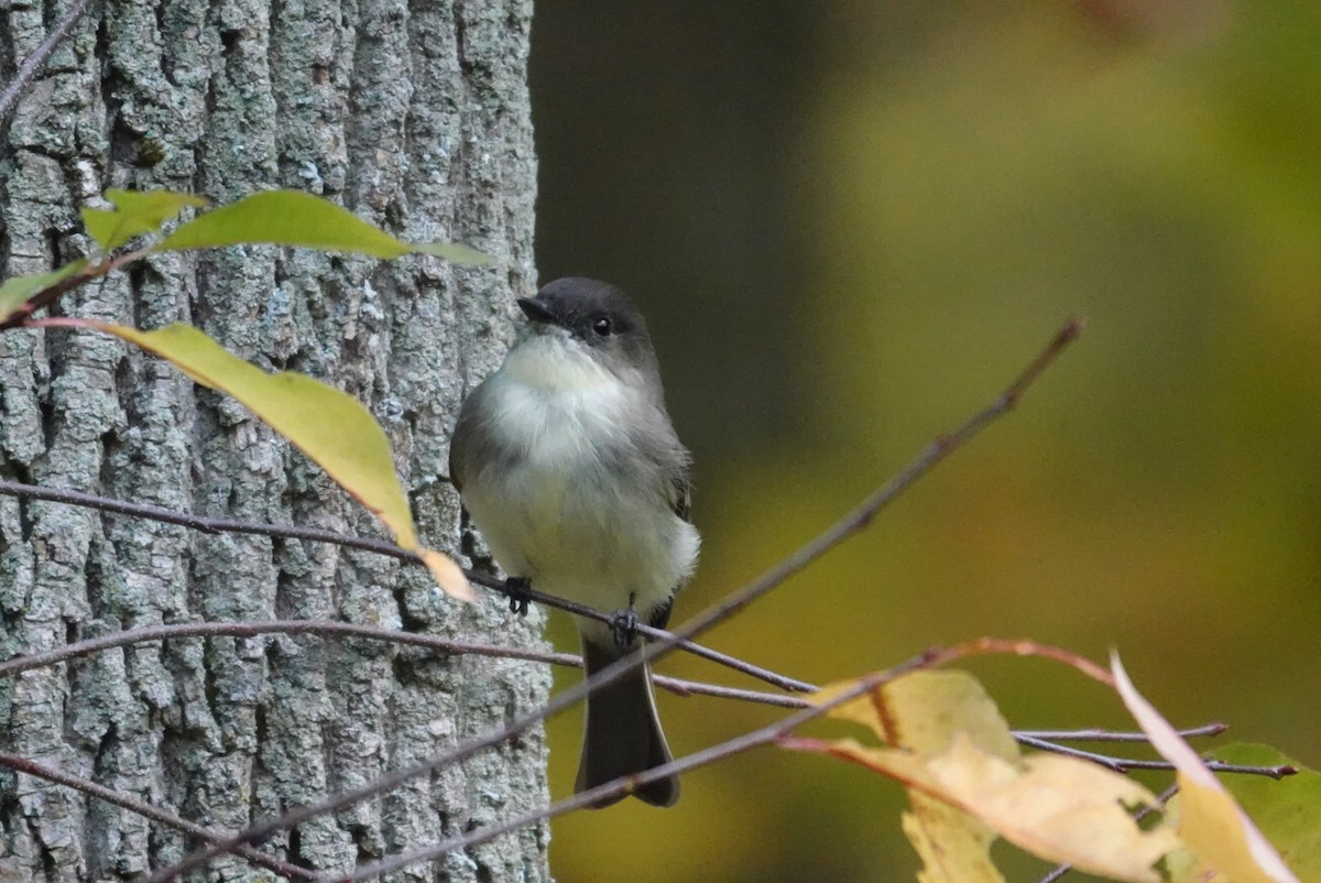 Eastern Phoebe - ML643943123