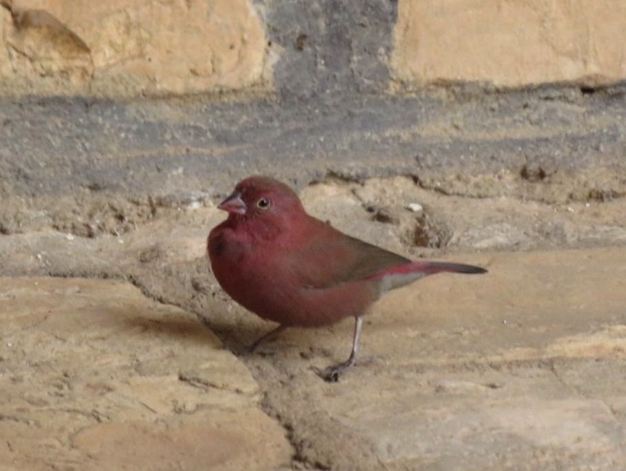 Red-billed Firefinch - ML643943126