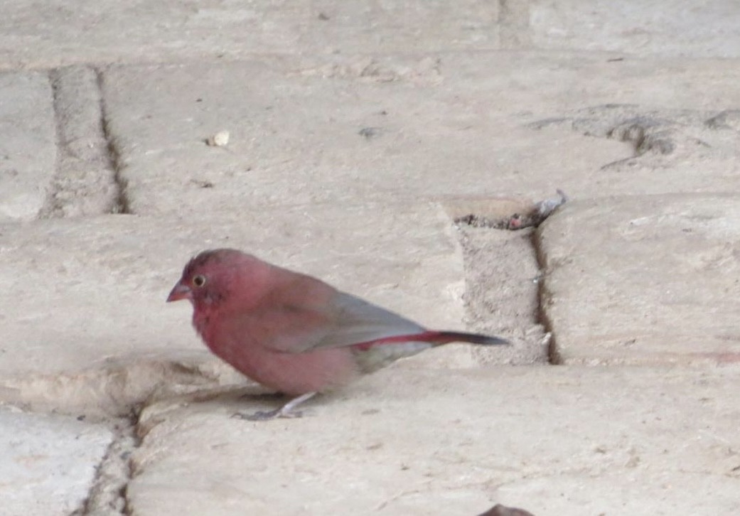 Red-billed Firefinch - ML643943127