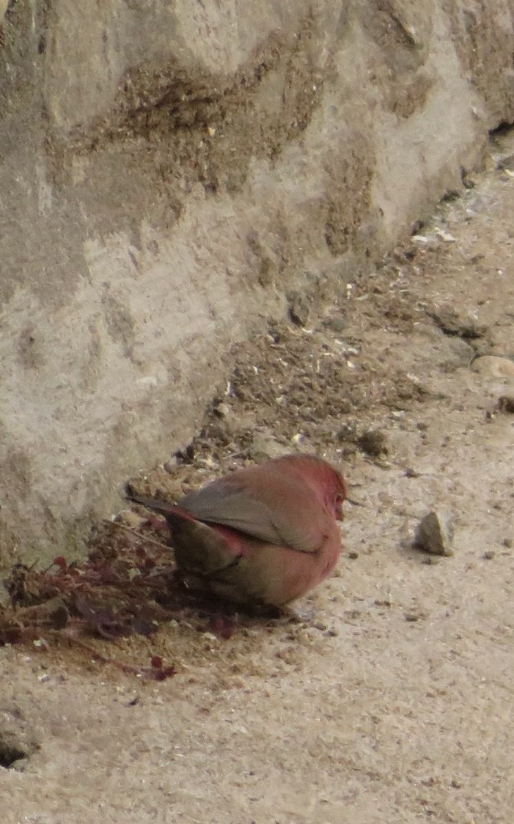 Red-billed Firefinch - ML643943128