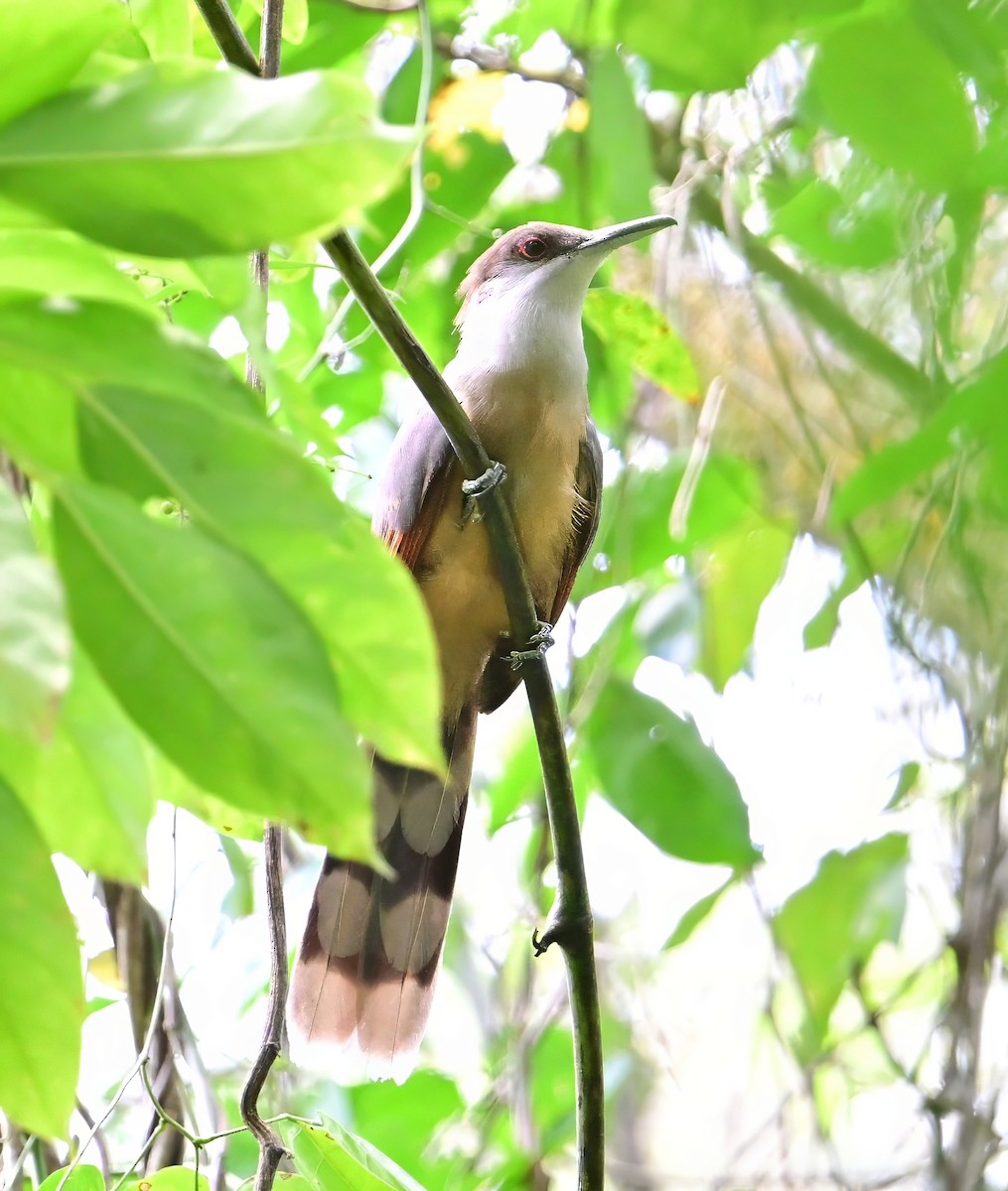 Jamaican Lizard-Cuckoo - ML643943140