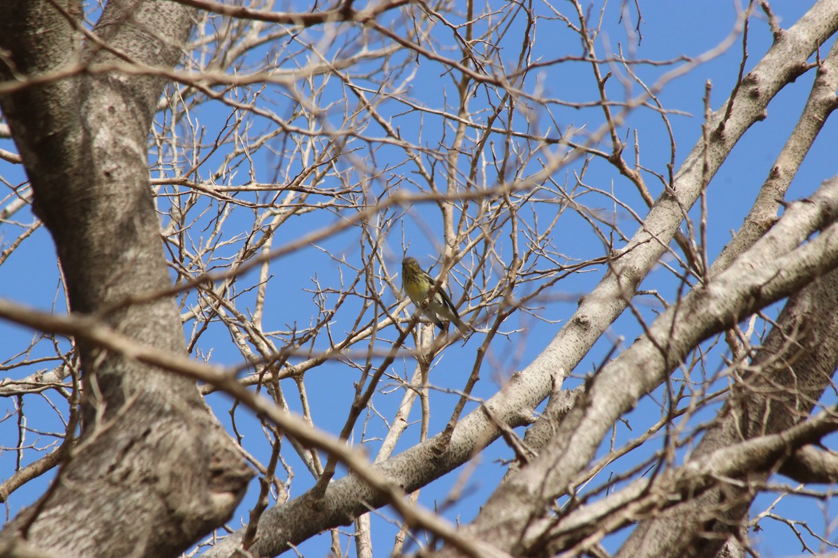 Cape May Warbler - ML643943159