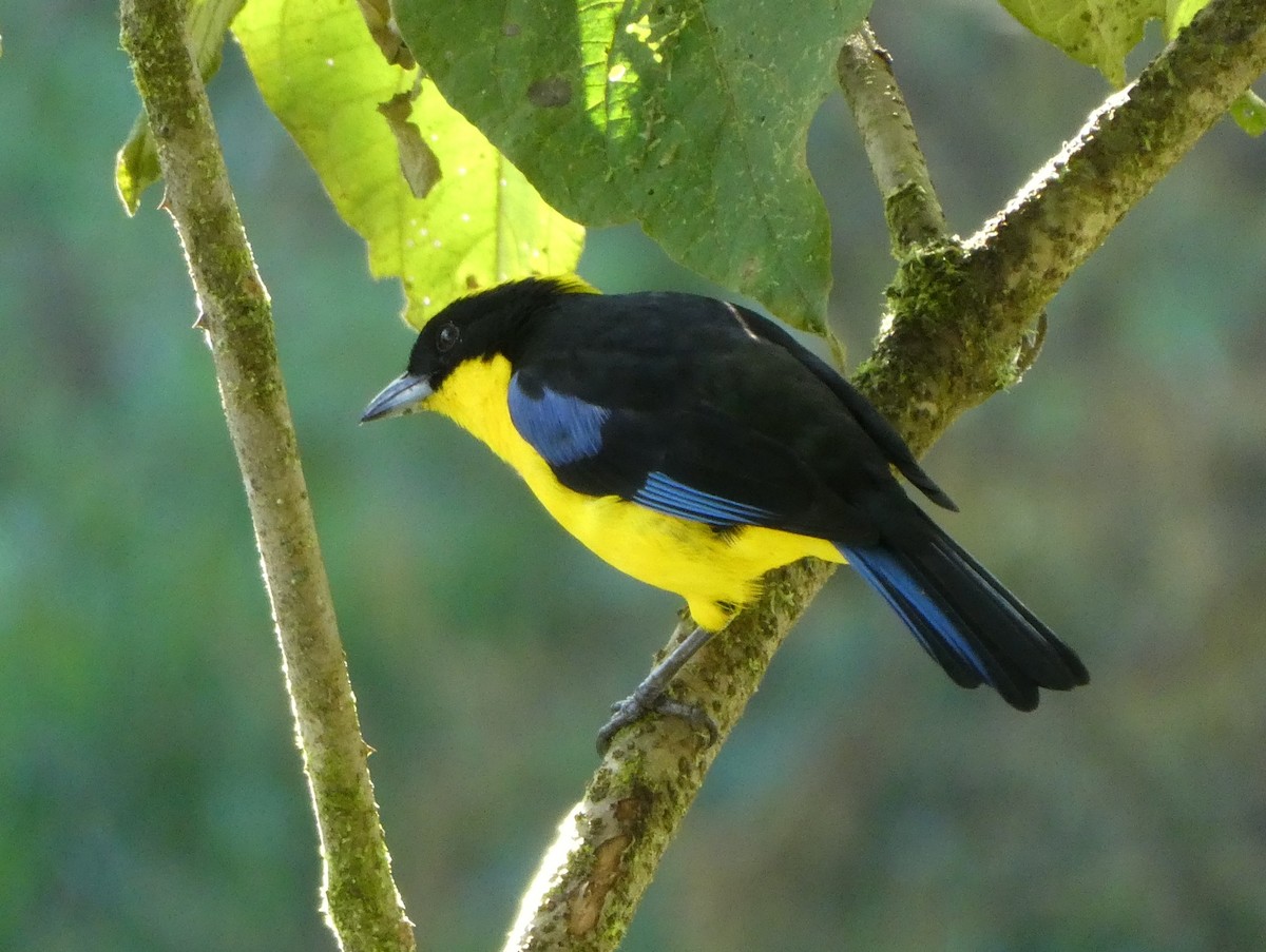 Blue-winged Mountain Tanager - ML643943160
