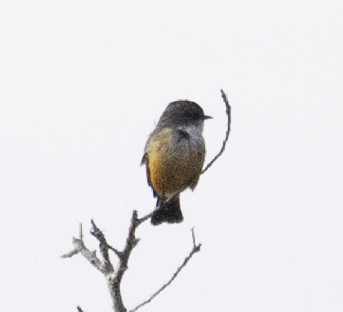 Vermilion Flycatcher - ML643943176