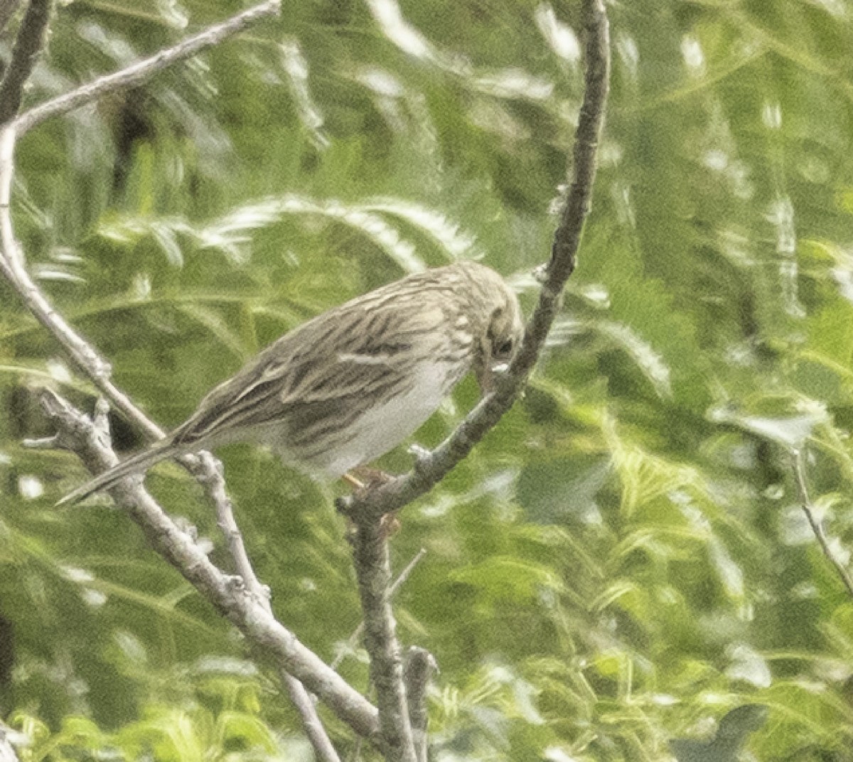 Vesper Sparrow - ML643943181