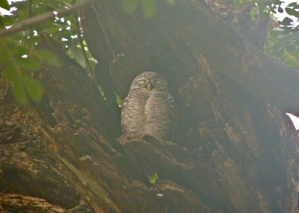 Spotted Owlet - ML643943205