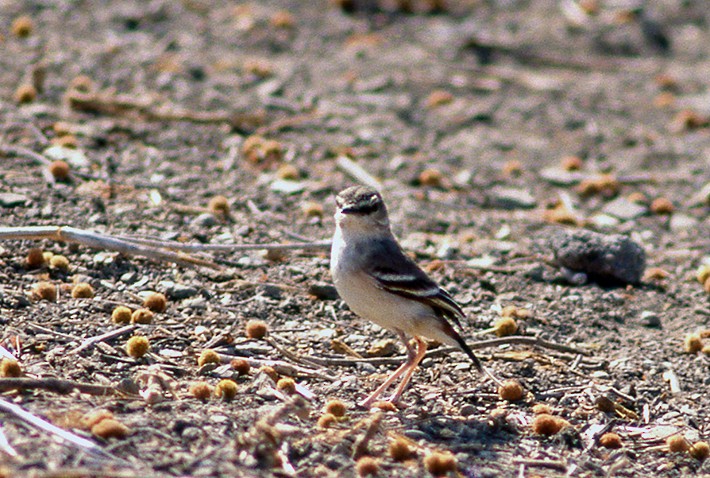 Short-tailed Field Tyrant - ML643943284