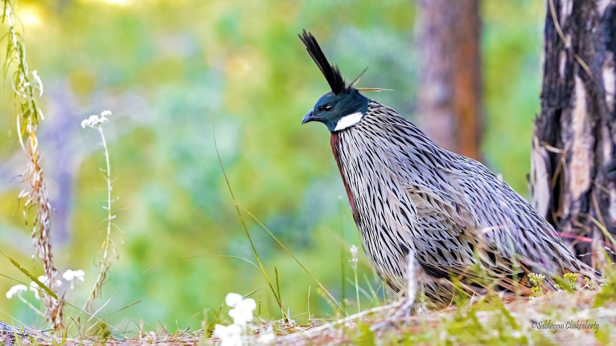 Koklass Pheasant - ML643943325