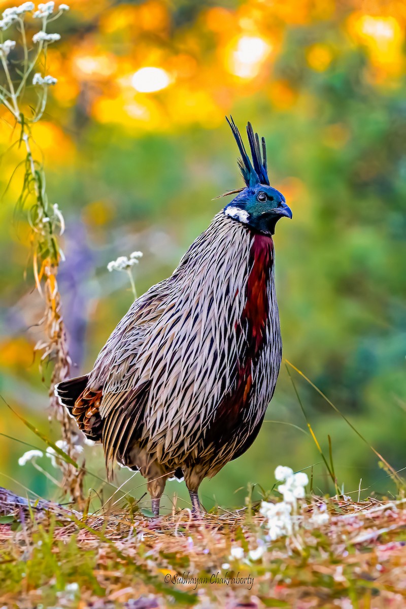 Koklass Pheasant - ML643943326