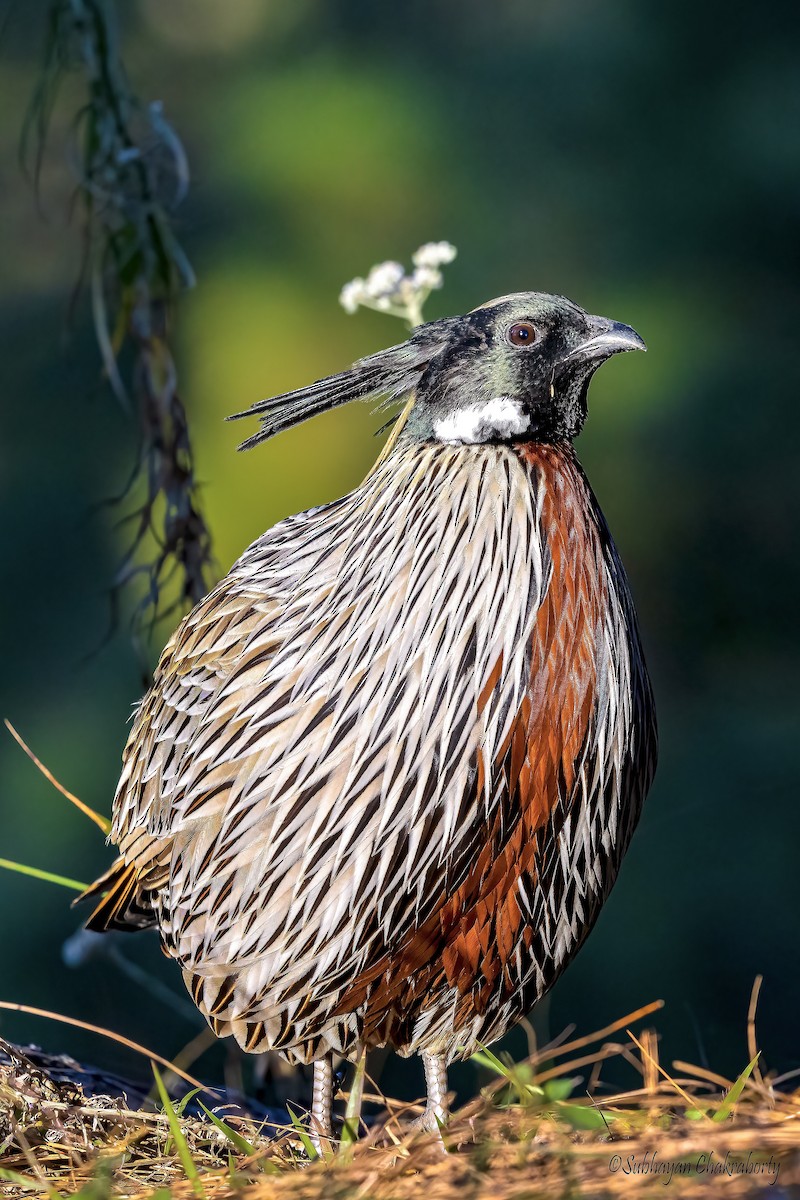 Koklass Pheasant - ML643943327