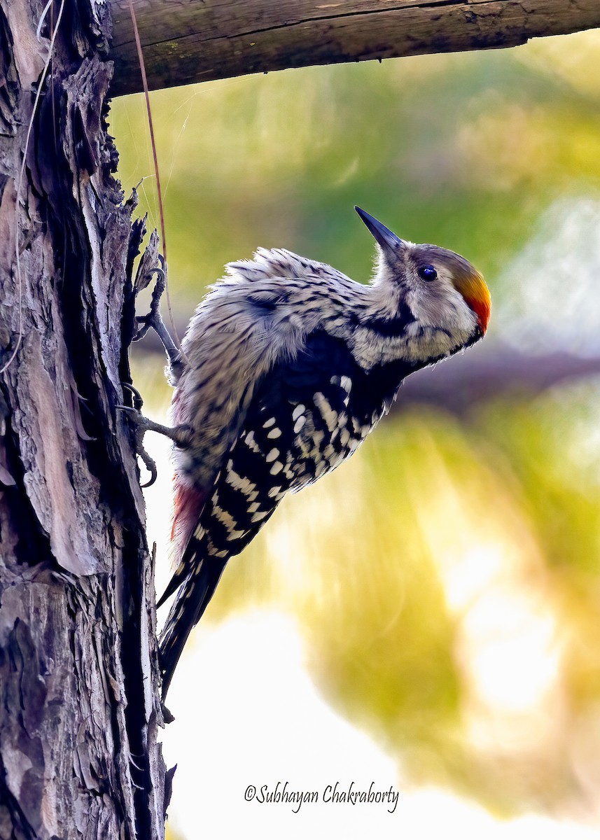 Коронованный дятел - ML643943339