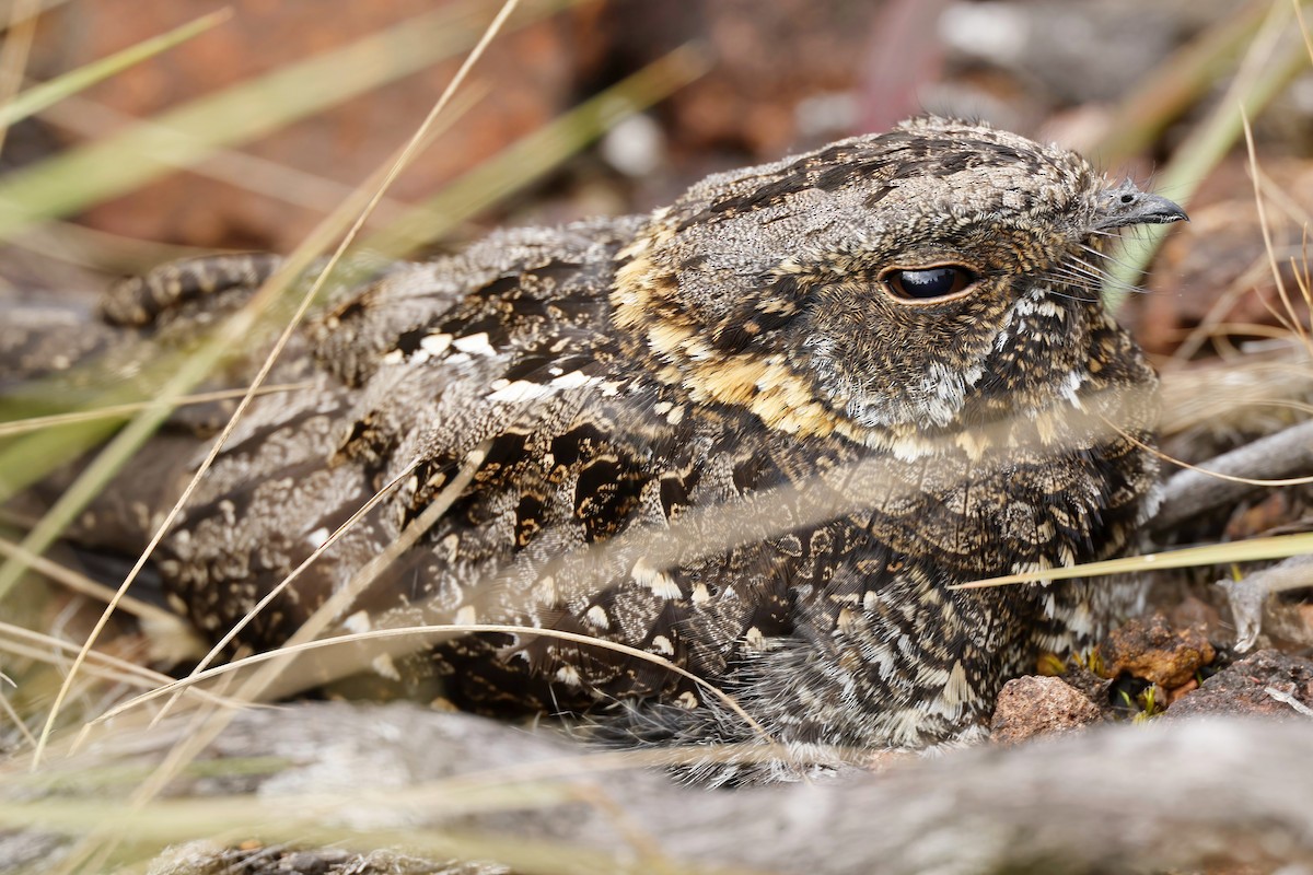 Sombre Nightjar - ML643943340