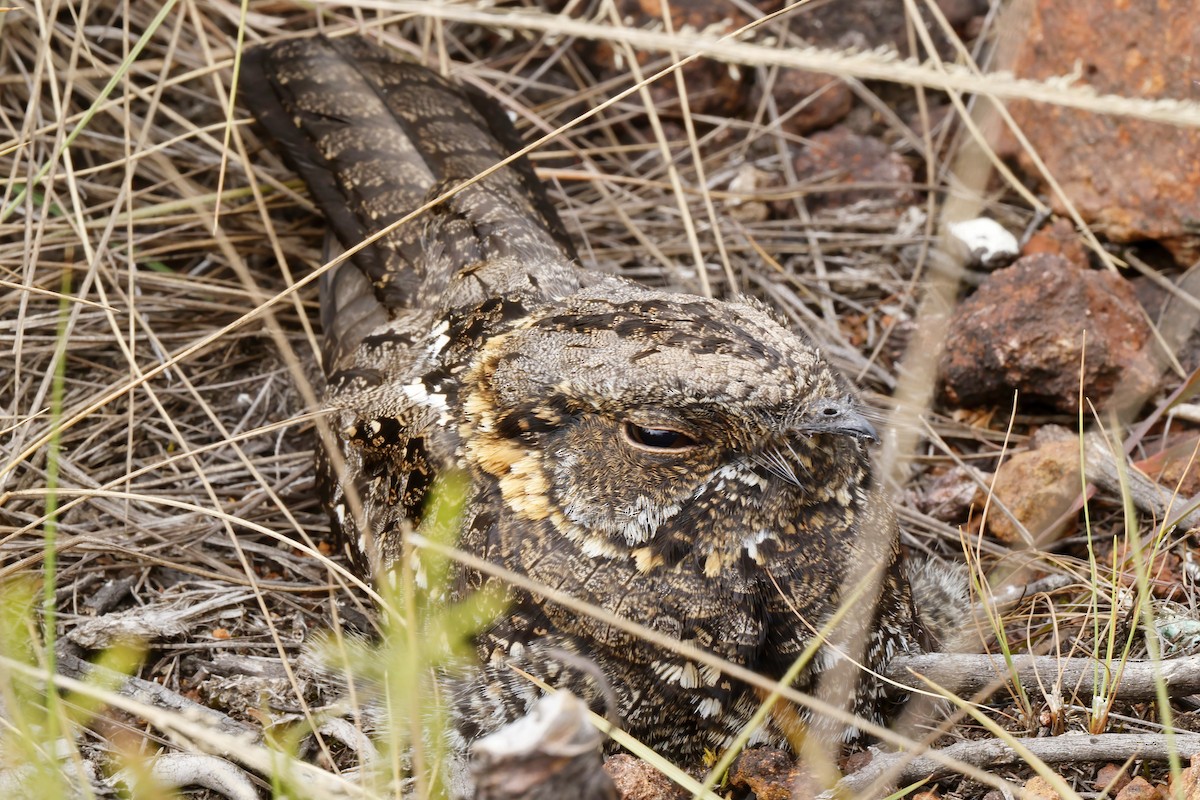 Sombre Nightjar - ML643943341
