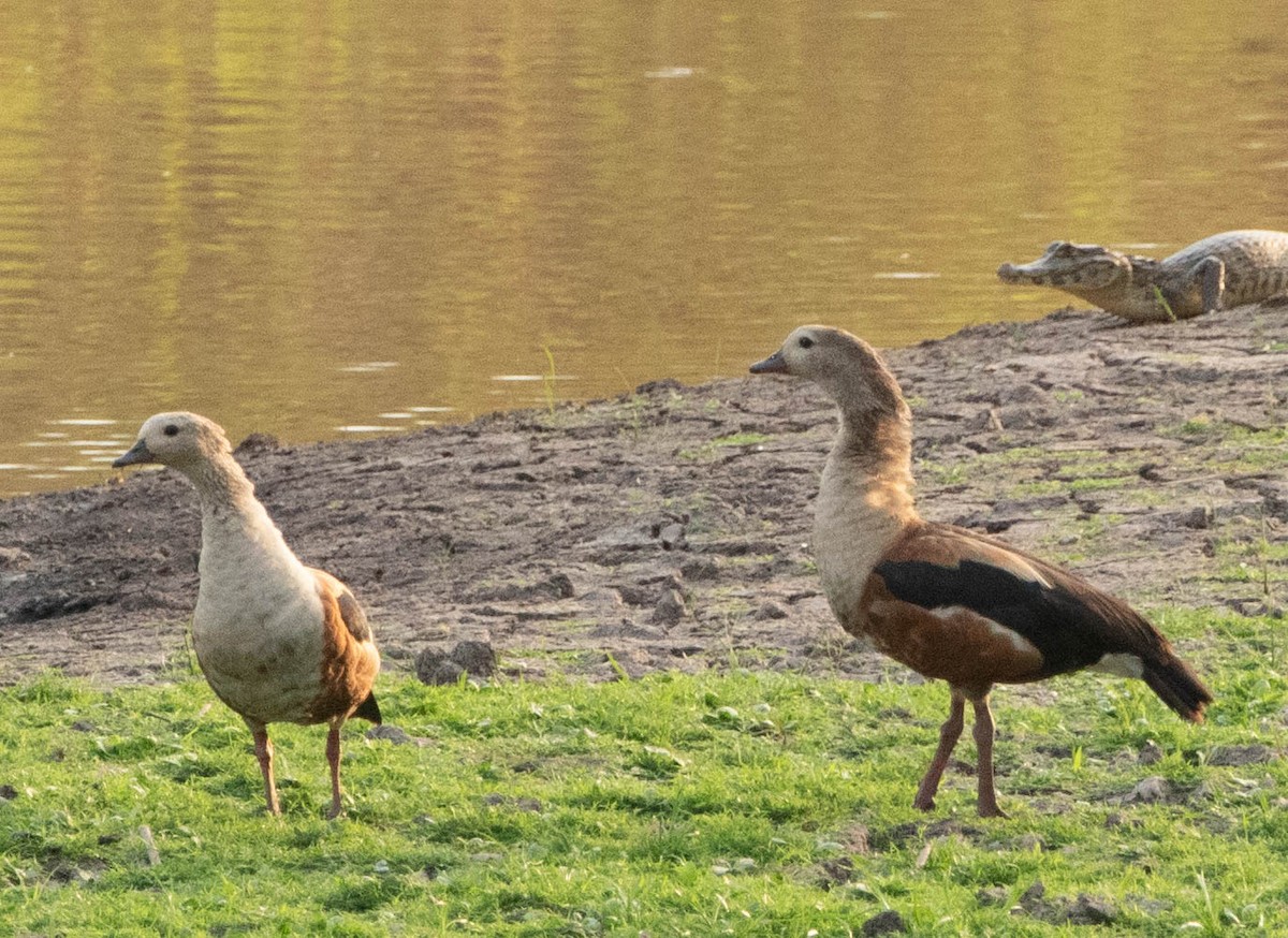 Orinoco Goose - ML643943350