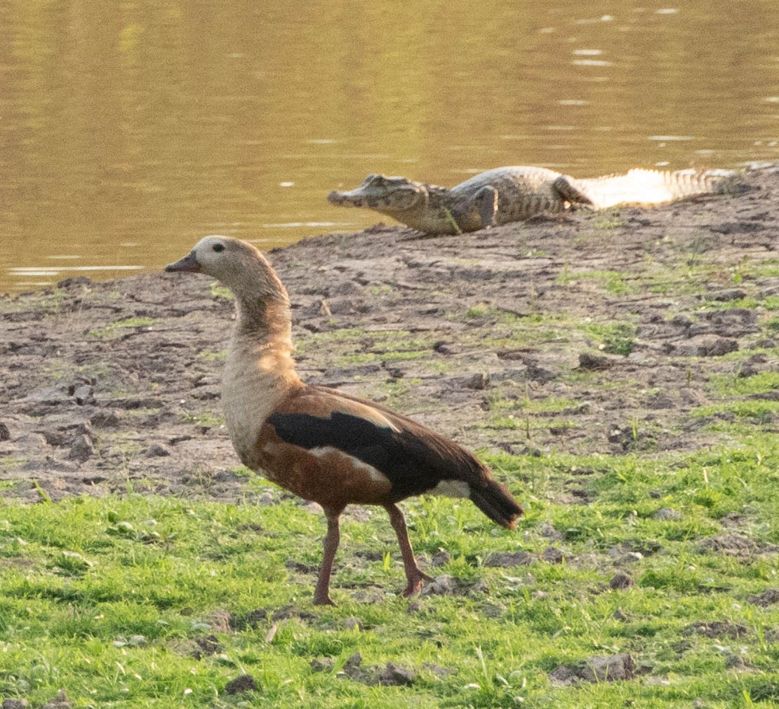 Orinoco Goose - ML643943351