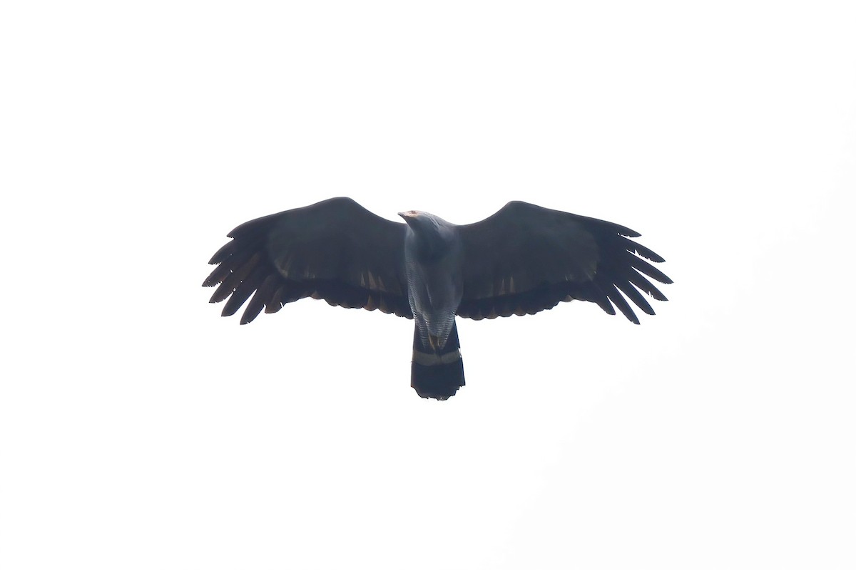 African Harrier-Hawk - ML643943352