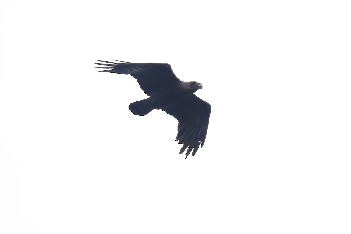 White-necked Raven - ML643943396