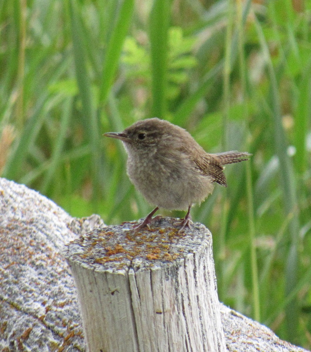 House Wren - Wendy McCrady