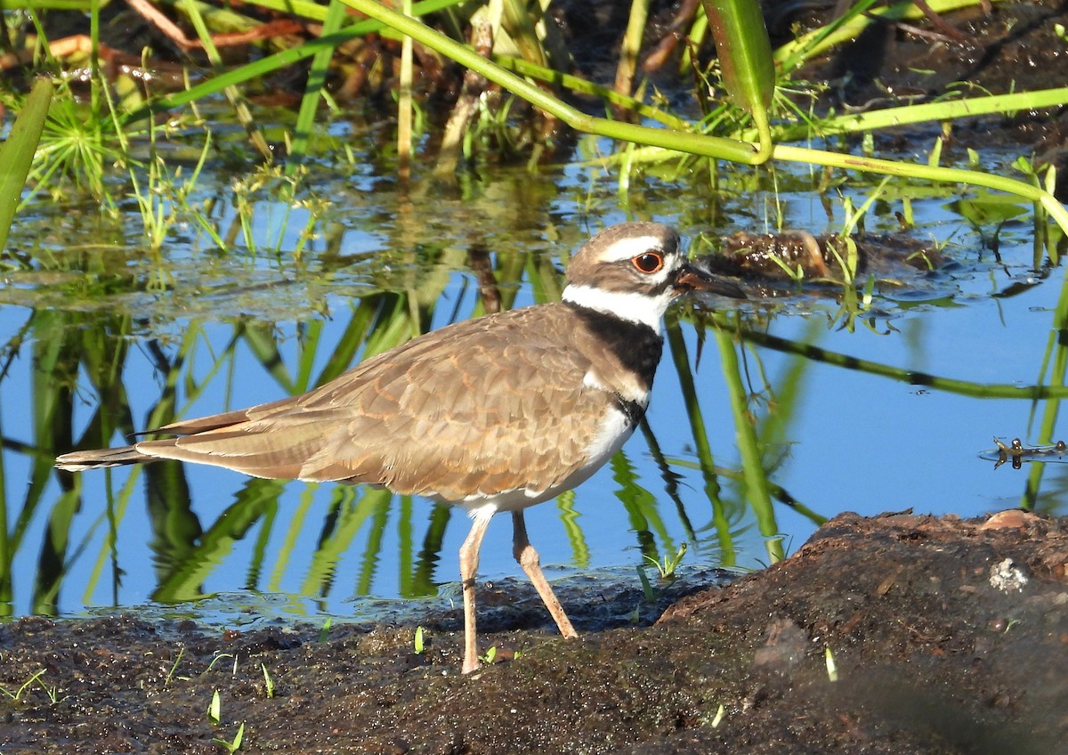 Killdeer - ML643943424