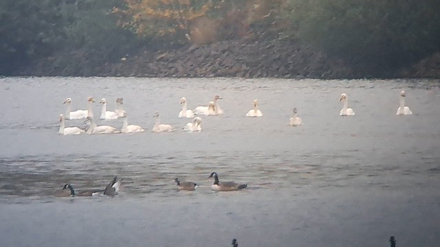 Whooper Swan - ML643943441