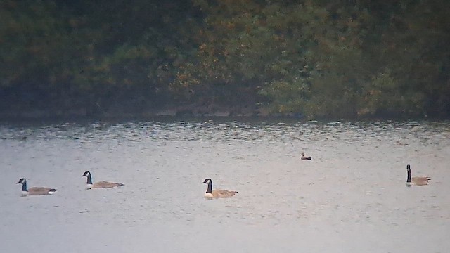 Gadwall (Common) - ML643943448