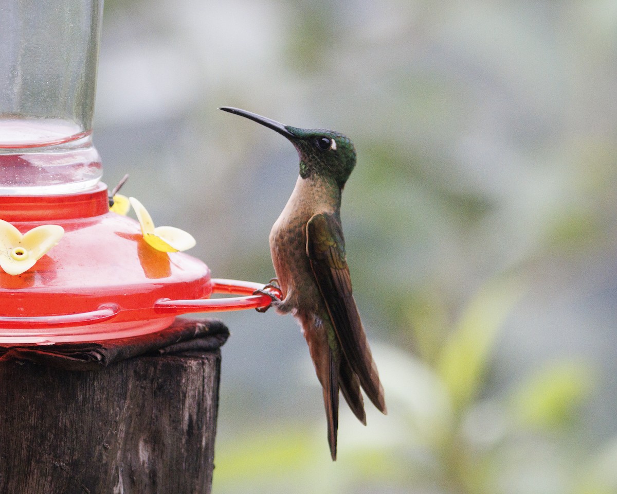 Fawn-breasted Brilliant - ML643943456