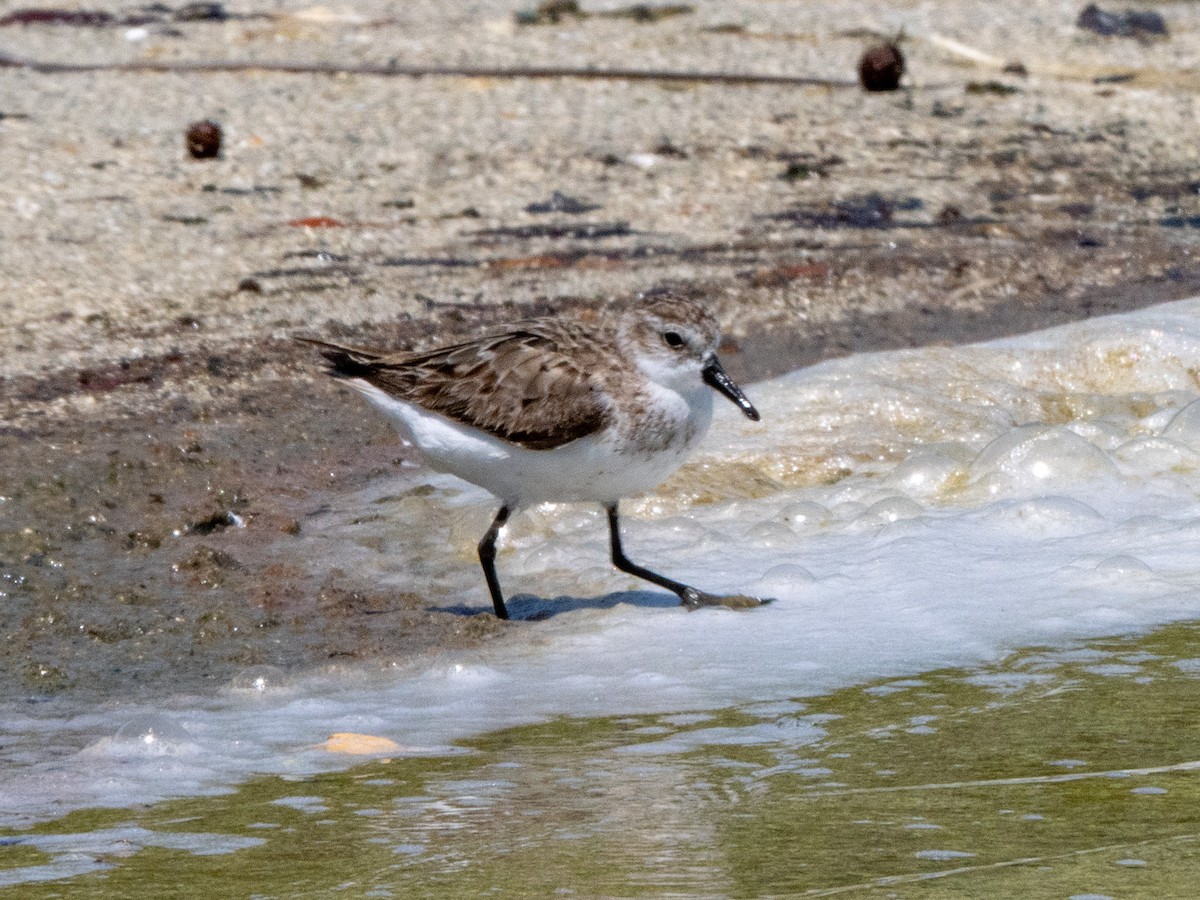 Semipalmated Sandpiper - ML643943458