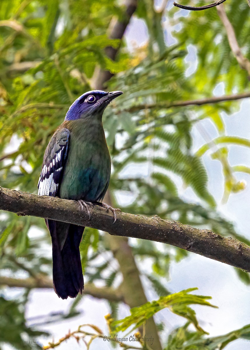 Green Cochoa - ML643943463