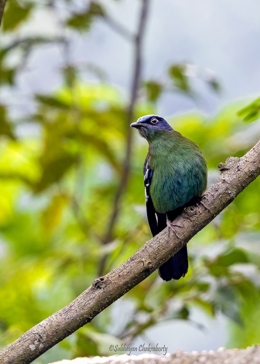 Green Cochoa - ML643943466