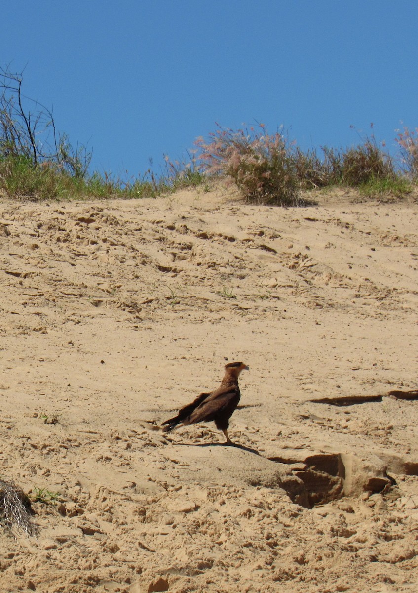 Crested Caracara - ML643943470