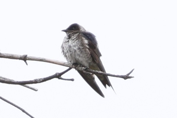 Purple Martin - ML643943481