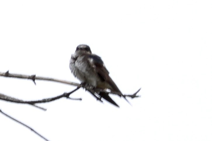 Purple Martin - ML643943482