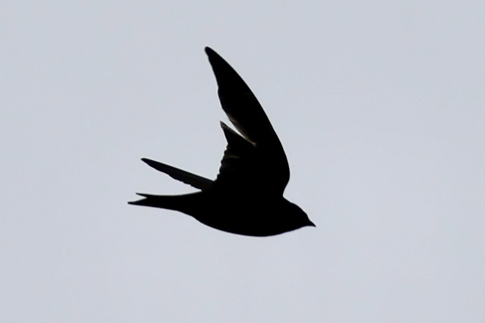 Purple Martin - ML643943483