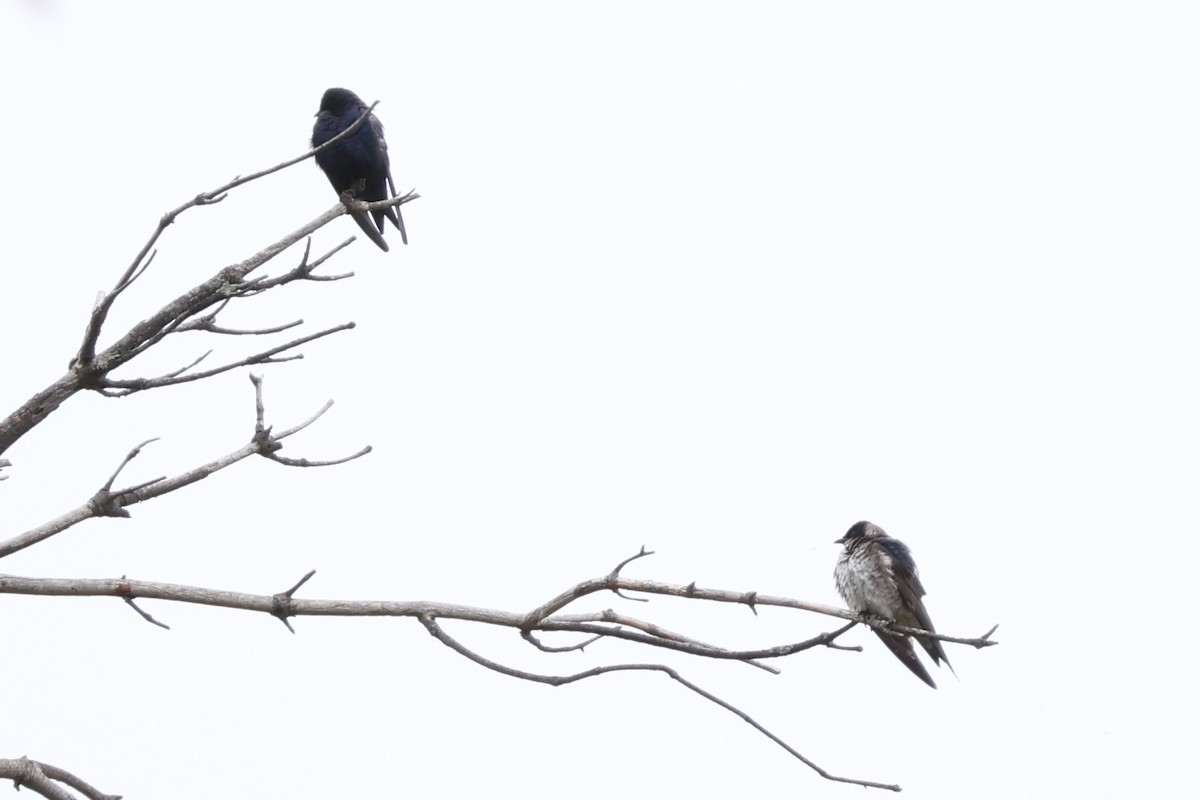 Purple Martin - ML643943484