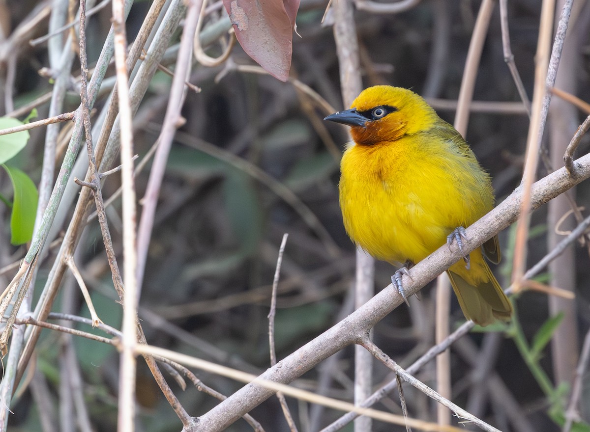 Spectacled Weaver - ML643943489