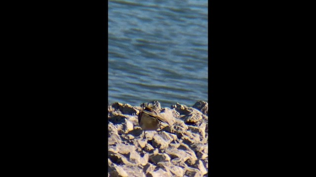 American Golden-Plover - ML643943491