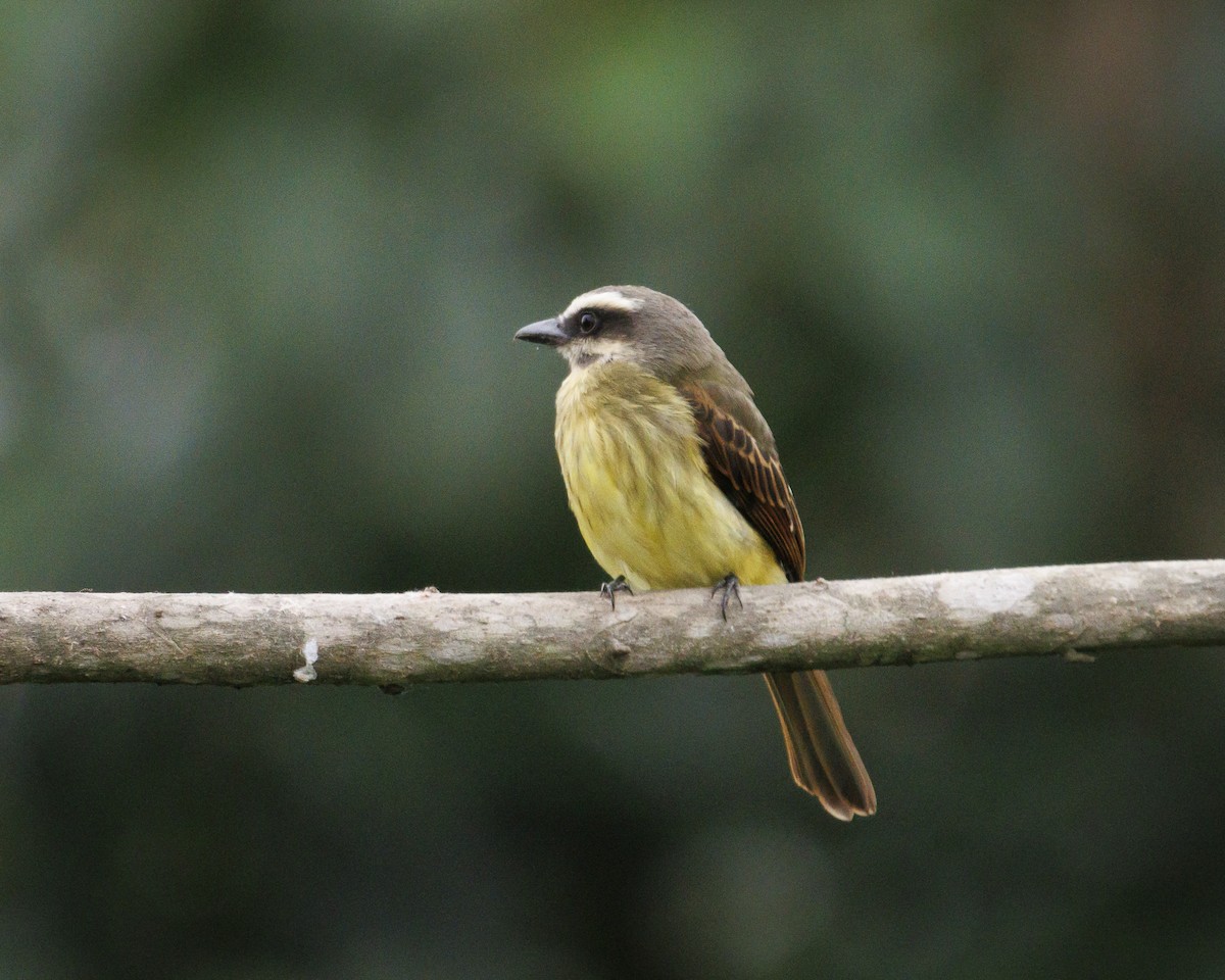 Tyran à ventre d'or - ML643943514