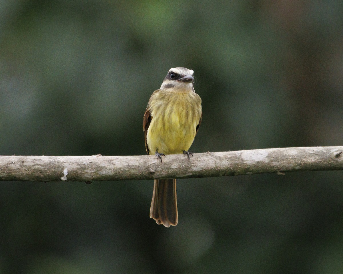 Tyran à ventre d'or - ML643943515