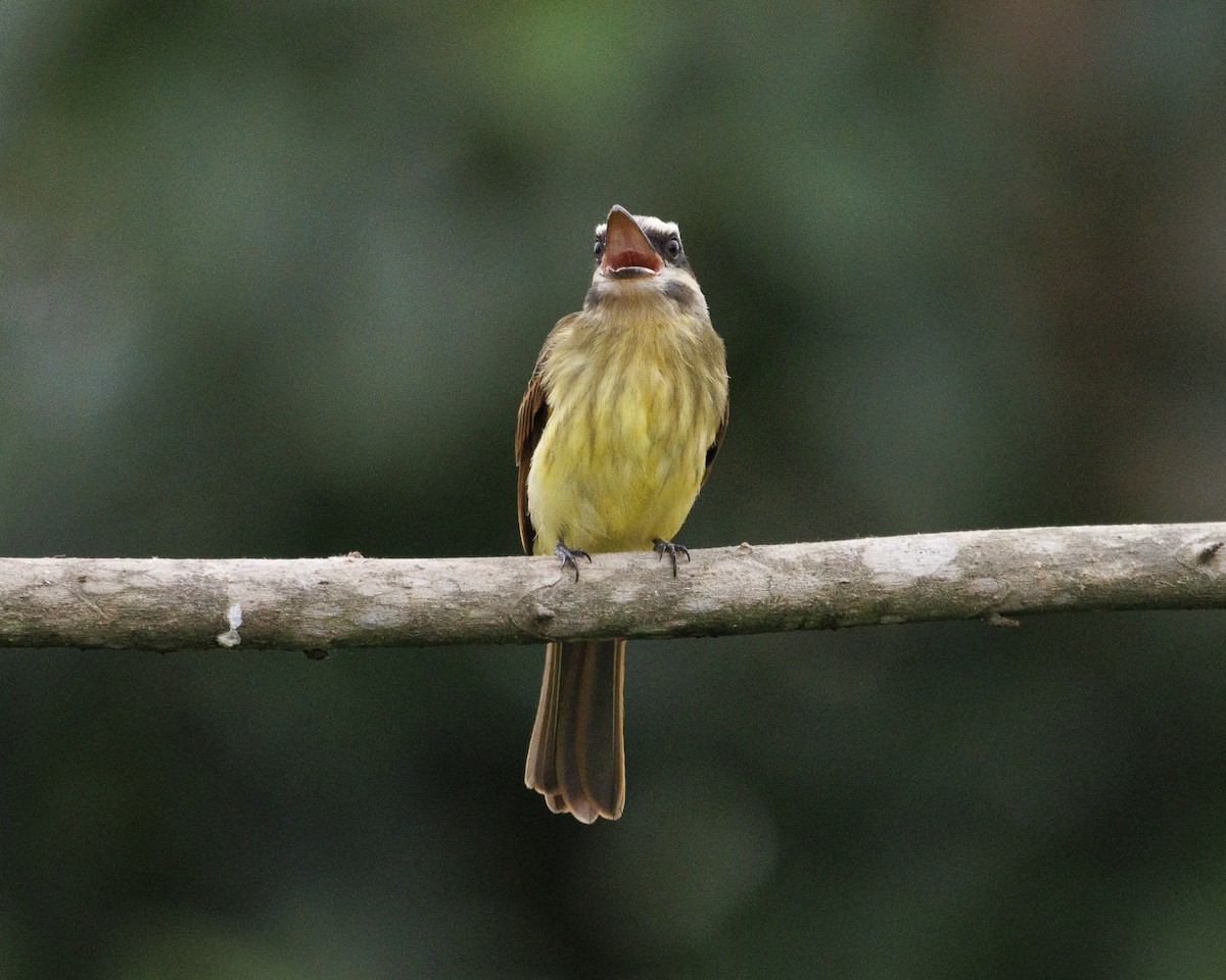 Tyran à ventre d'or - ML643943516