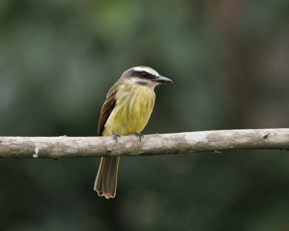 Tyran à ventre d'or - ML643943517