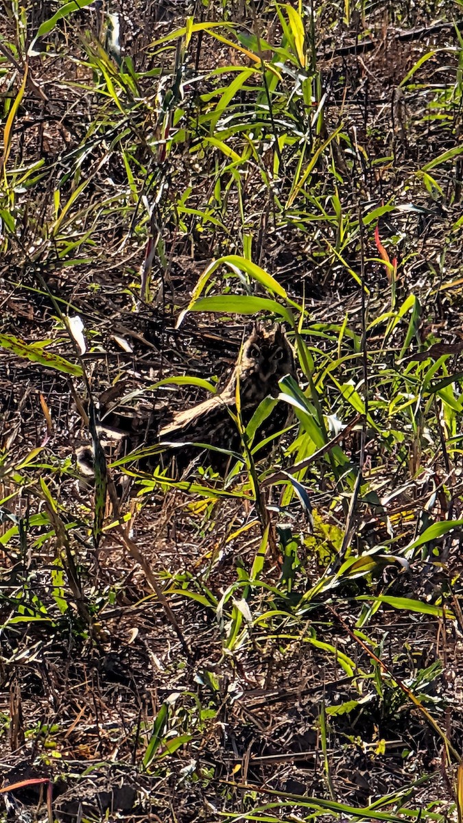 Short-eared Owl - ML643943523