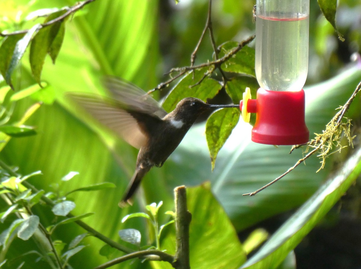 Brown Inca - ML643943530