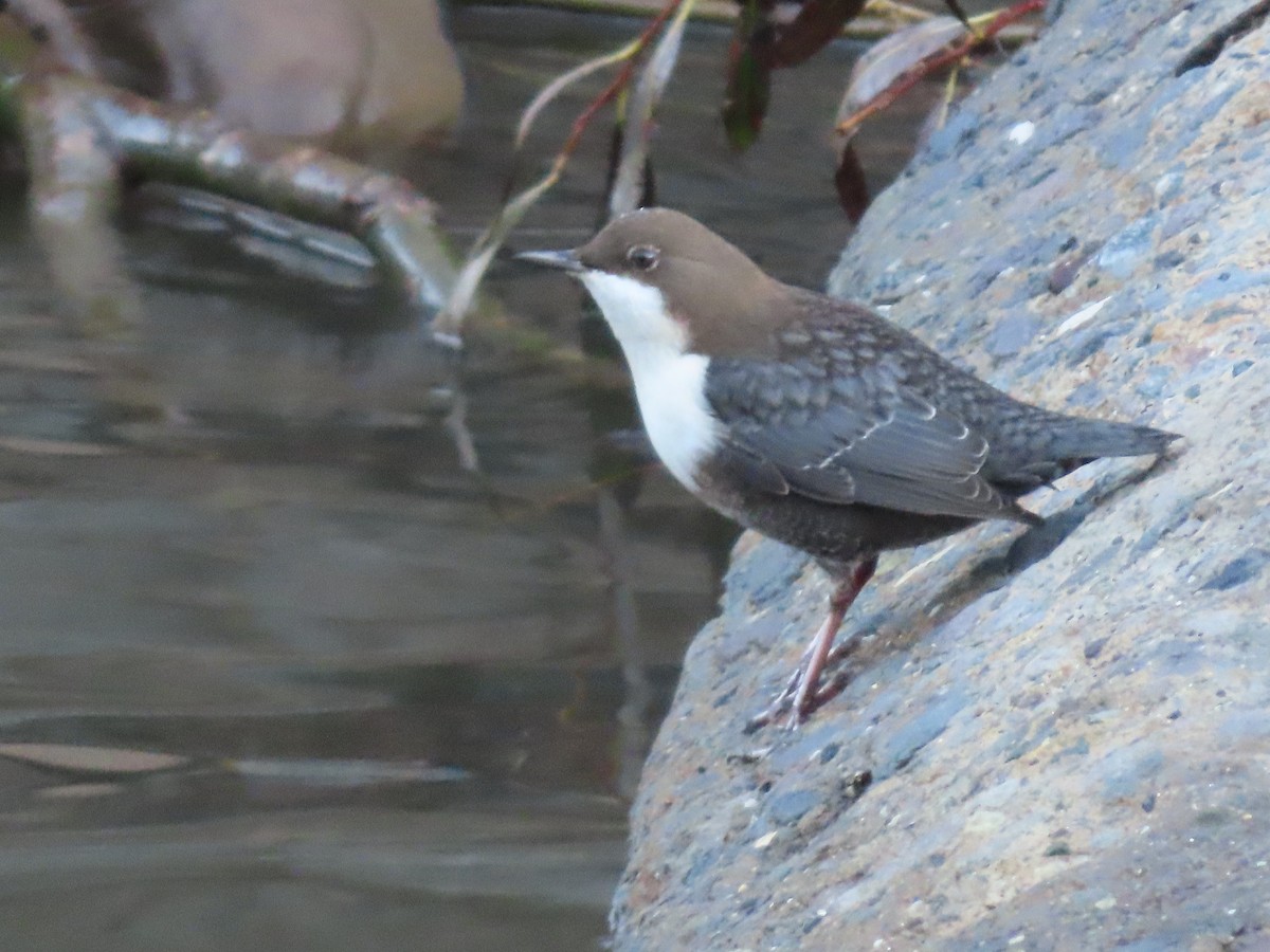 White-throated Dipper - ML643943532