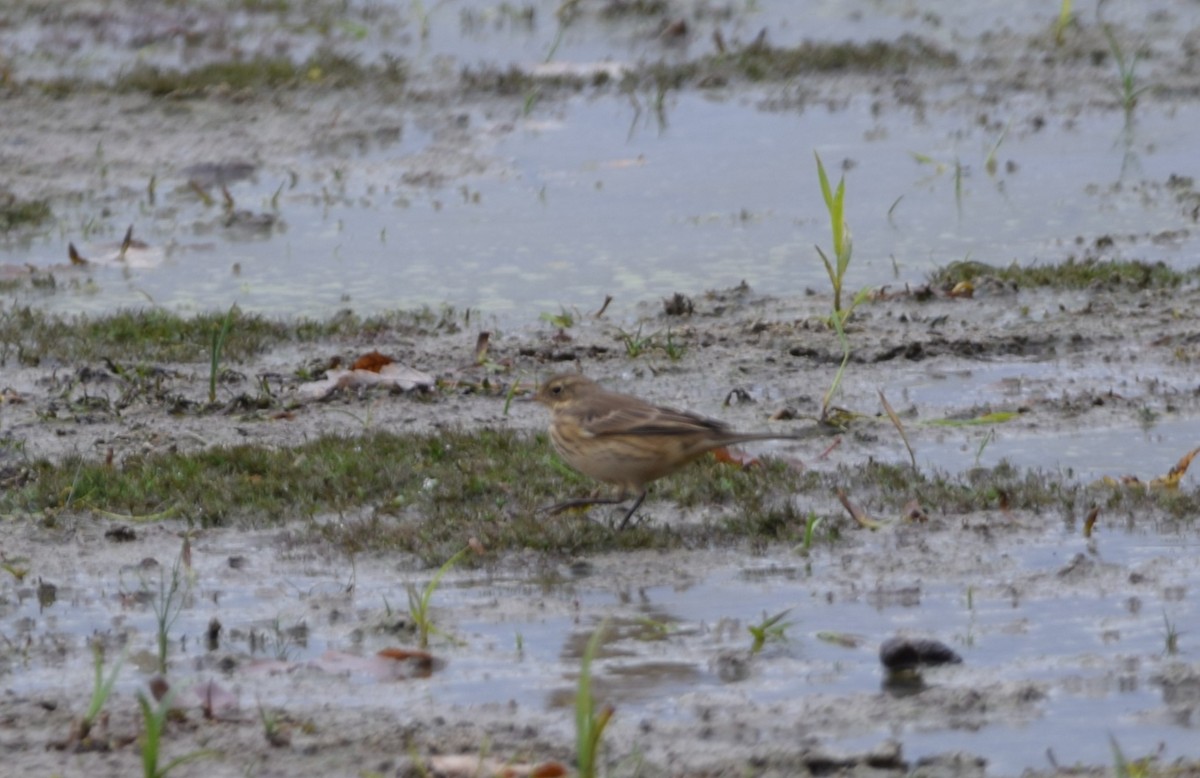 American Pipit - ML643943546