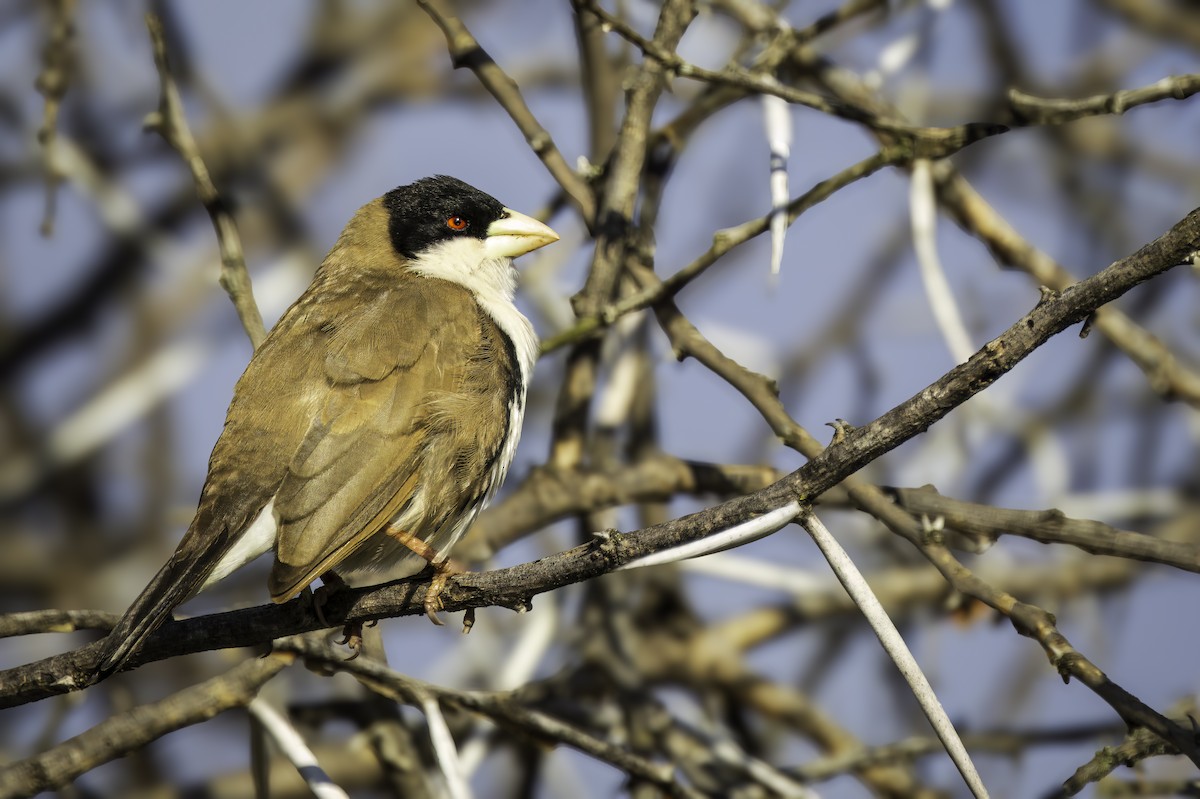 Tejedor Social de Cabanis - ML643943553