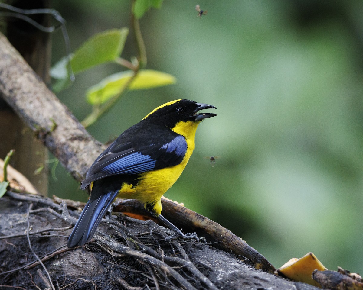 Blue-winged Mountain Tanager - ML643943565