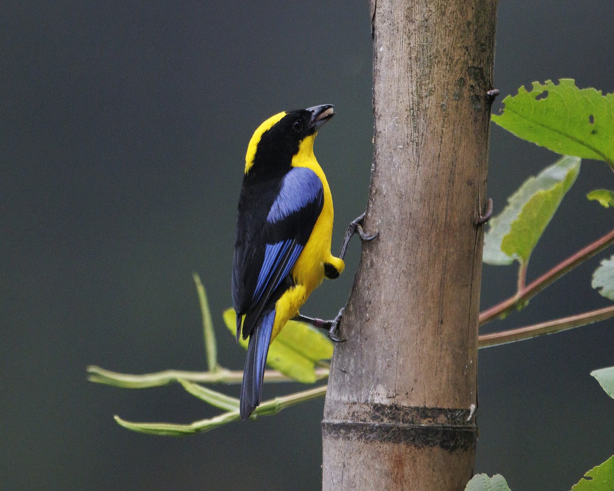 Blue-winged Mountain Tanager - ML643943566