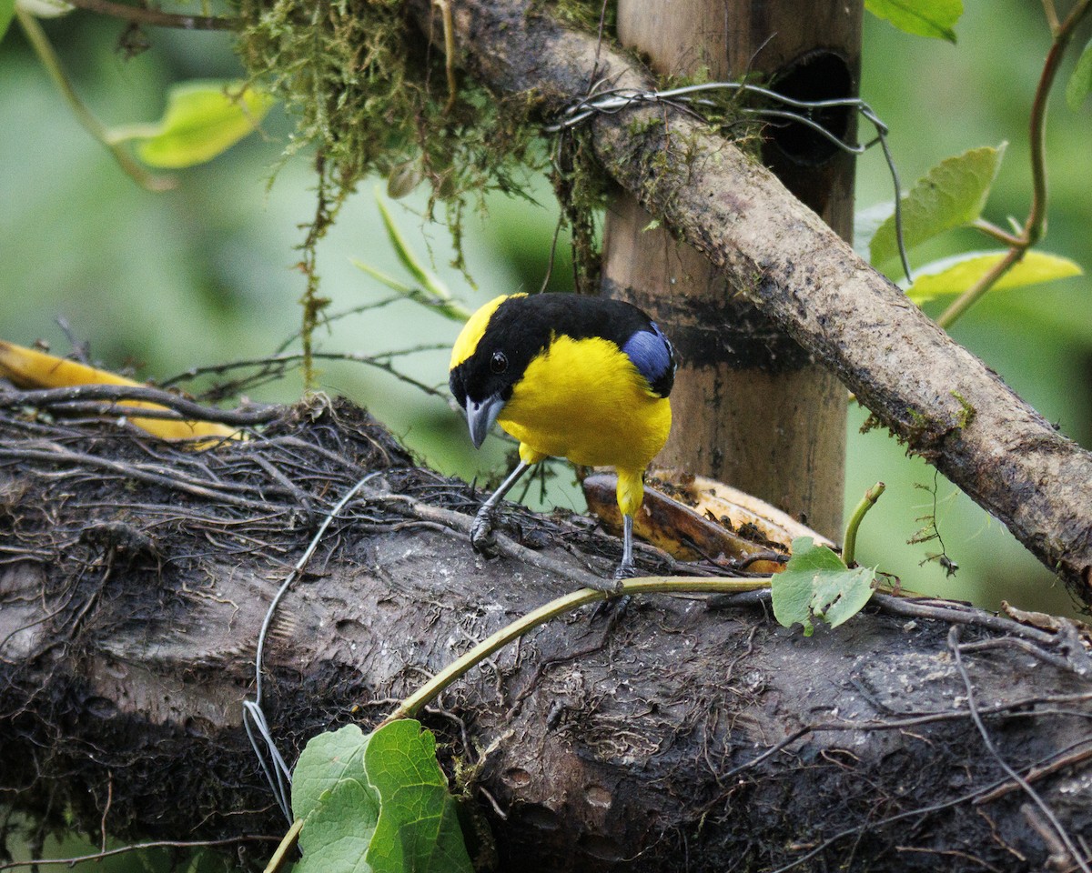 Blue-winged Mountain Tanager - ML643943567